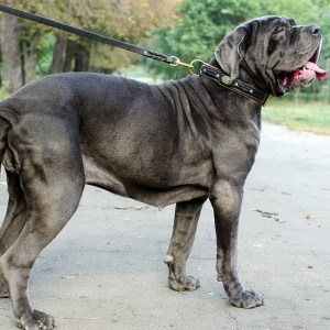 Черный поводок для неаполитанского мастифа «Amazing stroll» латунный карабин